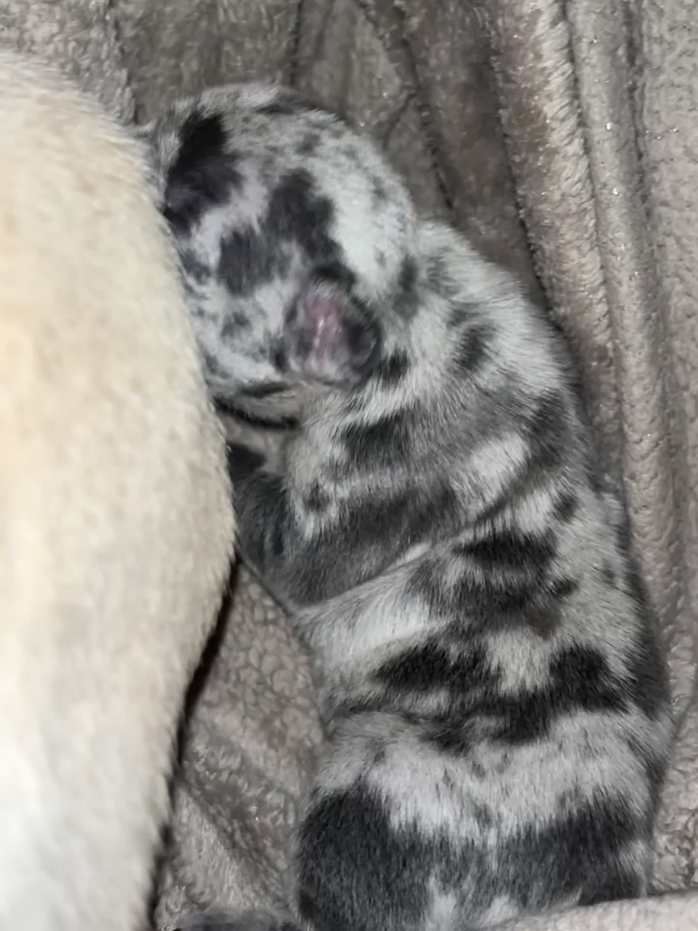 Franse Bulldog honden te koop: Franse Bulldog pups - Video 1
