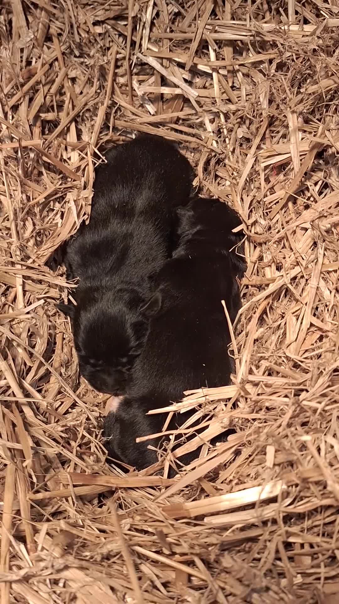 Kruising honden te koop: Kruising pups in Ljussens - Video 1