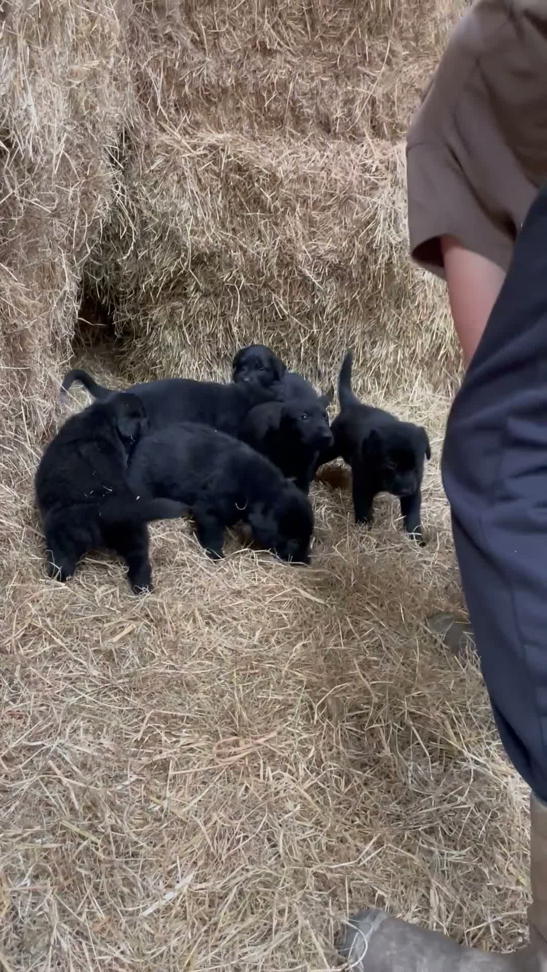Kruising honden te koop: Kruising Stabij x Duitse Herder - Video 1