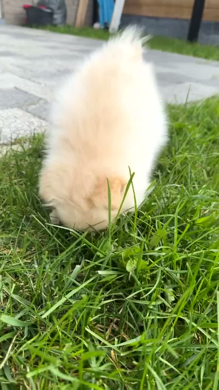 Pomeriaan honden te koop: Pomeriaan reutje - Video 2