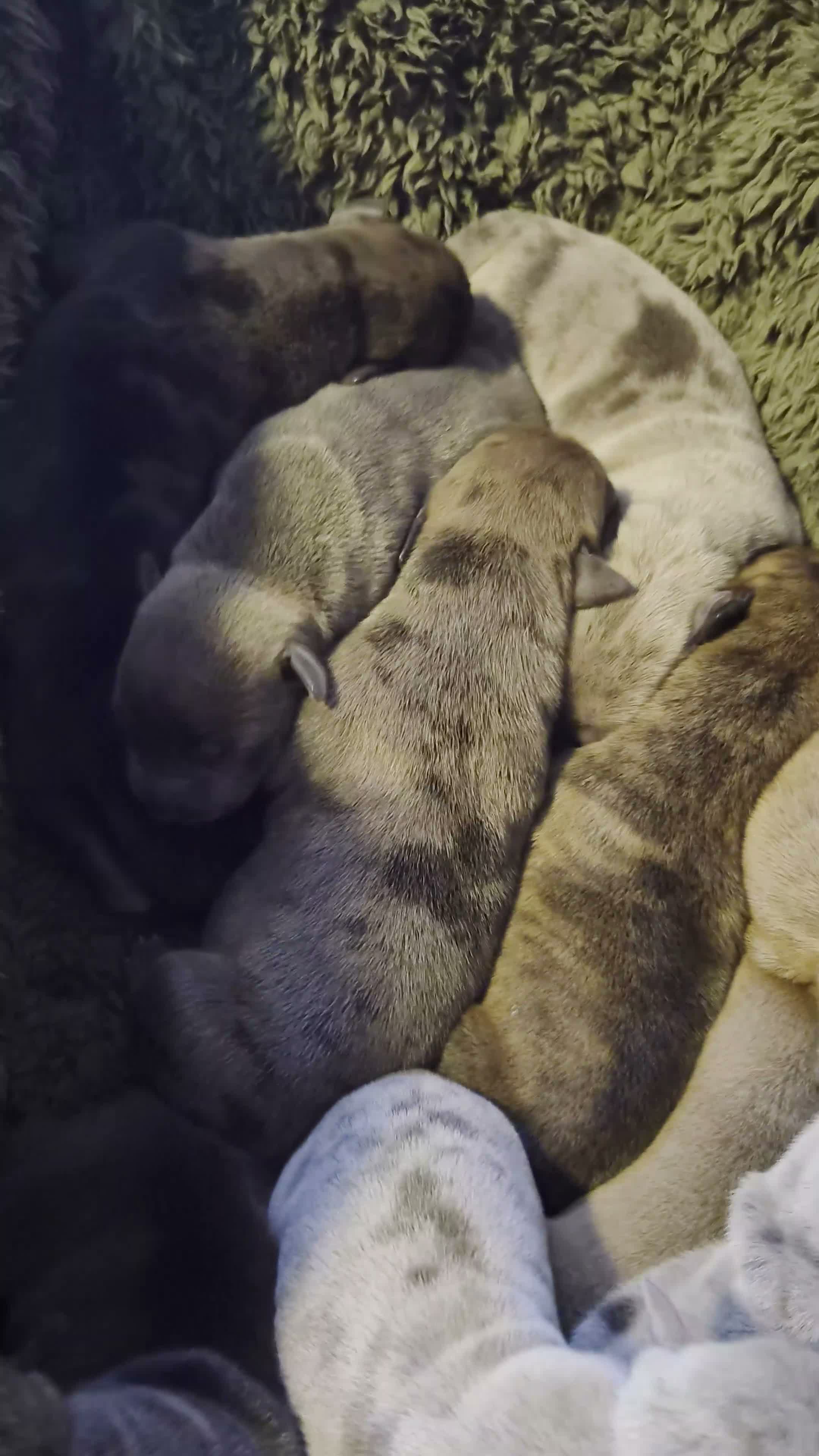 Amerikaanse Bully honden te koop: americanbully xl pup's  - Video 2