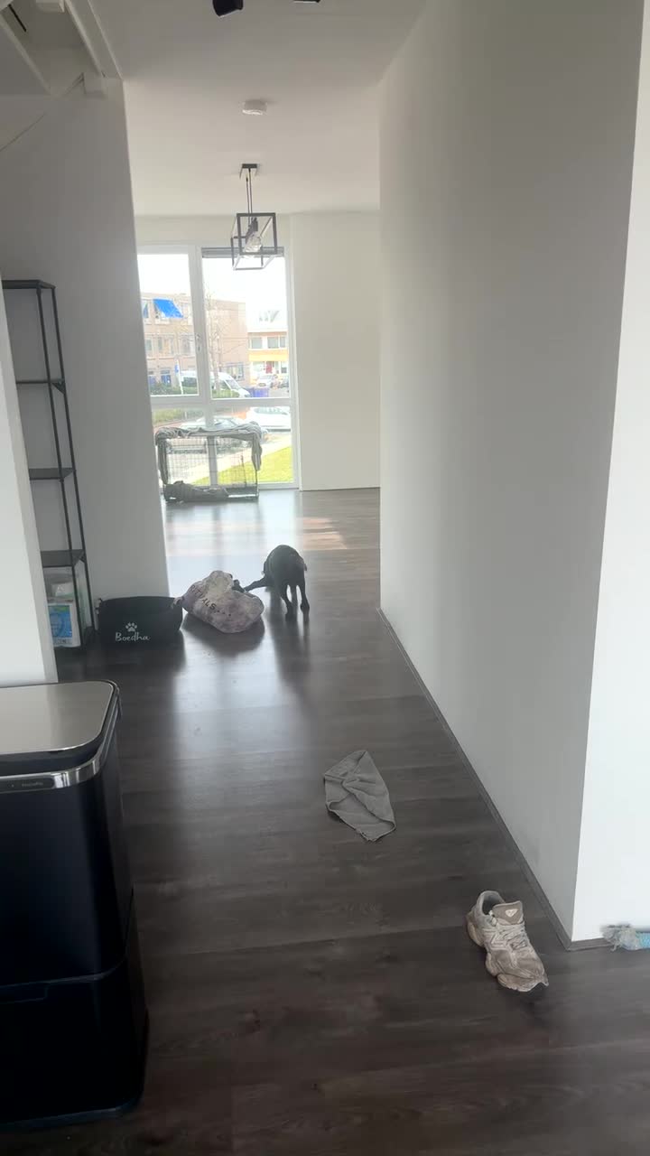Kruising honden te koop: Labrador x bordercollie pup in Heenvliet - Video 1