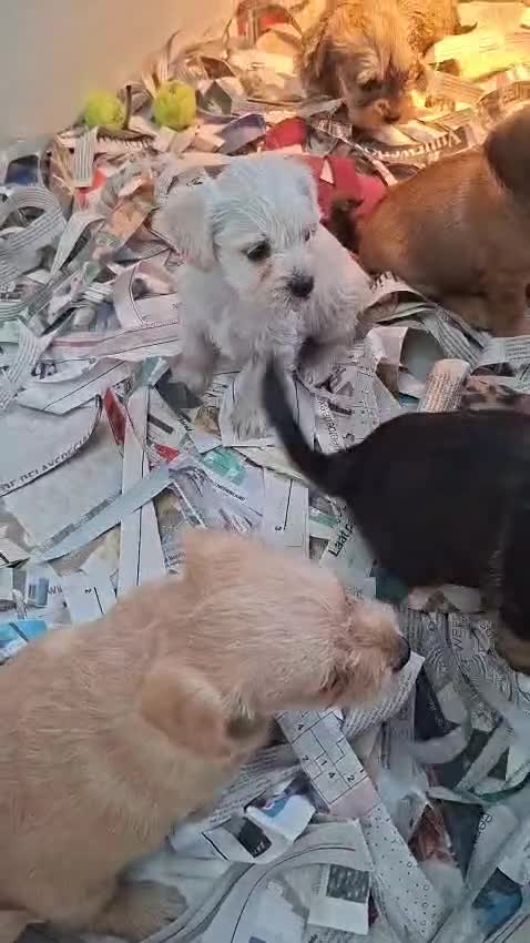 Kruising honden te koop: unieke kruising puppies in Rosmalen - Video 1