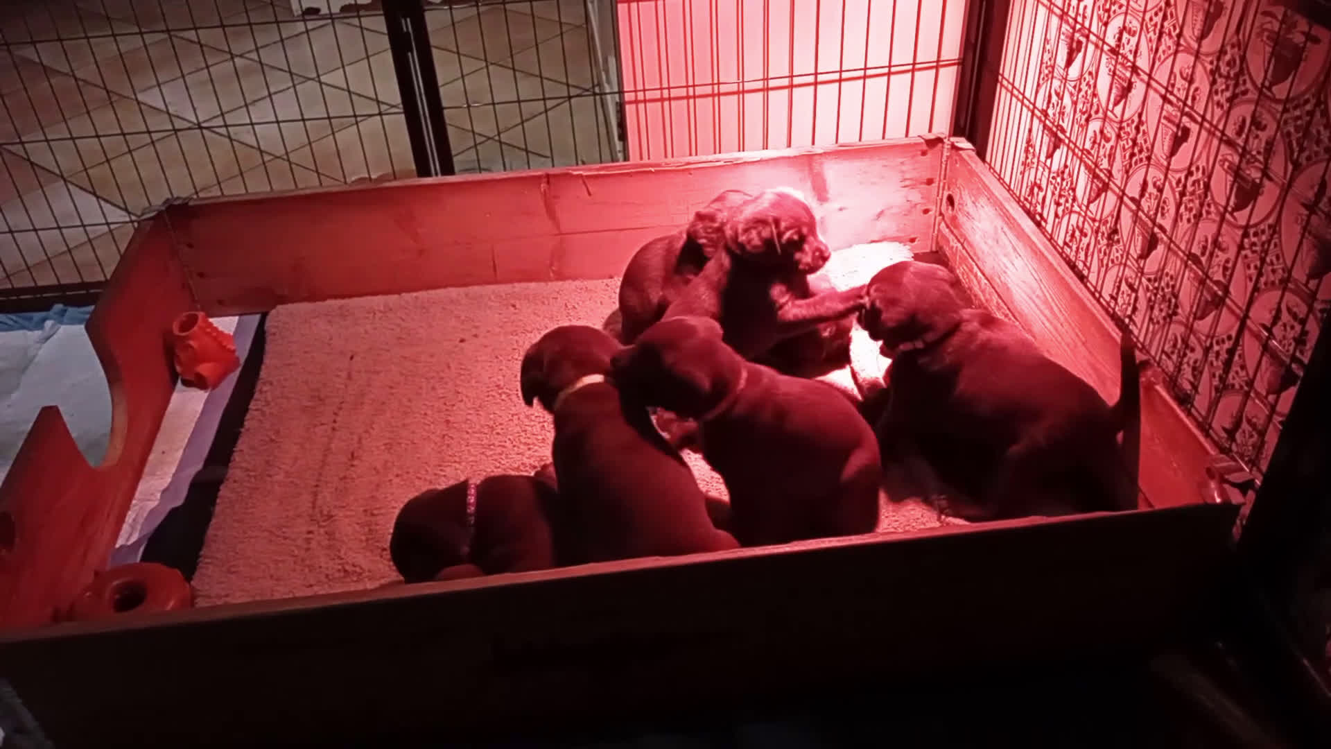 Labrador Retriever honden te koop: Prachtige chocoladebruine Labrador pups - Video 2