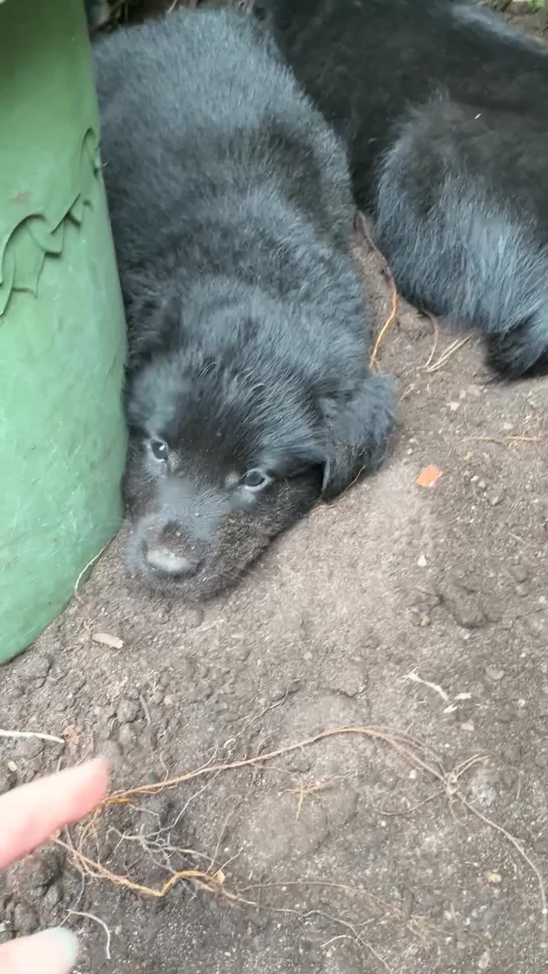 Kruising honden te koop: Eurasier/Duitse Herder x Golden Retriever pups - Video 1