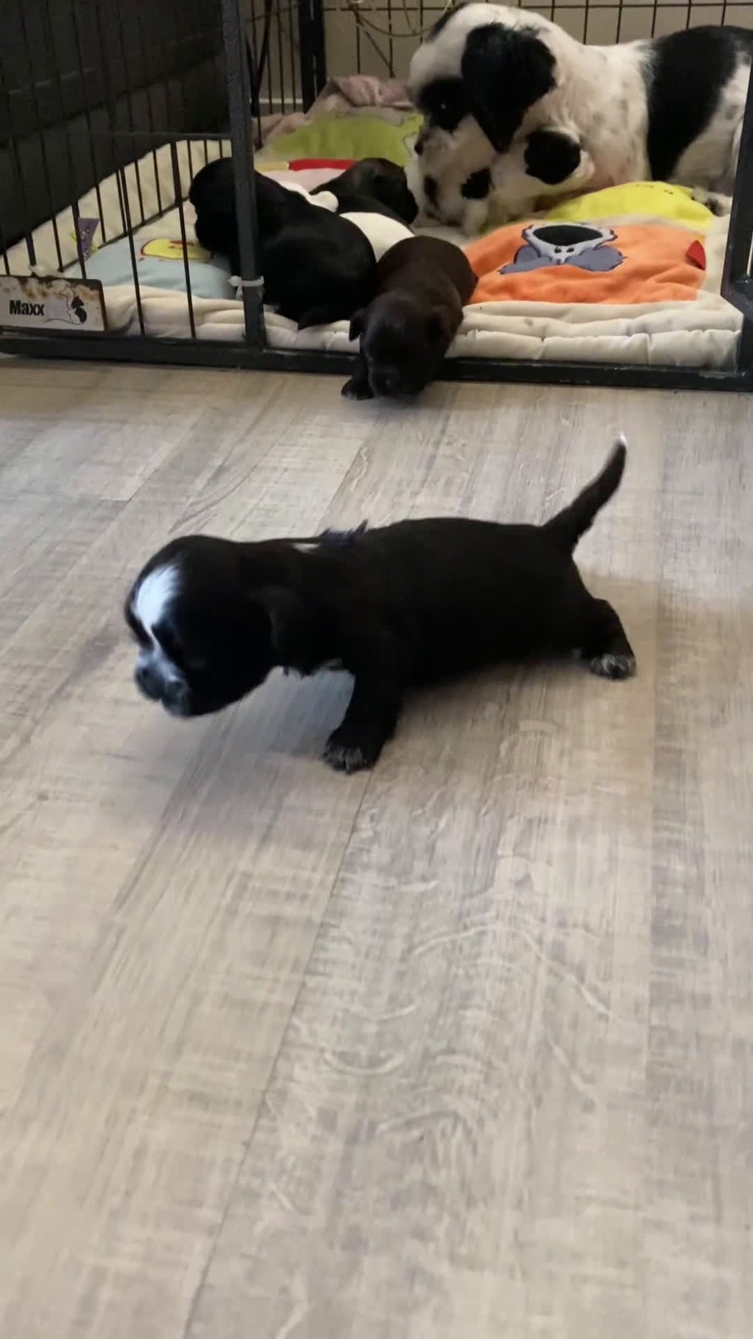 Kruising honden te koop: Mooie shitzuboomer - Video 1