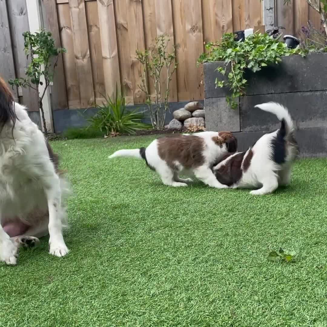 Kooikerhondje honden te koop: Kooiker pups Kooikerhondje  - Video 1