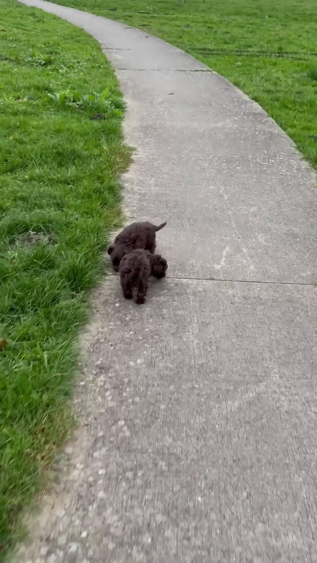 Kruising honden te koop: Schitterende Chi-Poo pups (bruine teddybeertjes).  - Video 2
