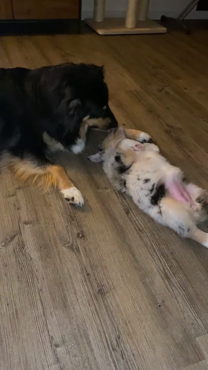 Australian Shepherd honden te koop: Pups verwacht 18 maart Australische herders  - Video 1