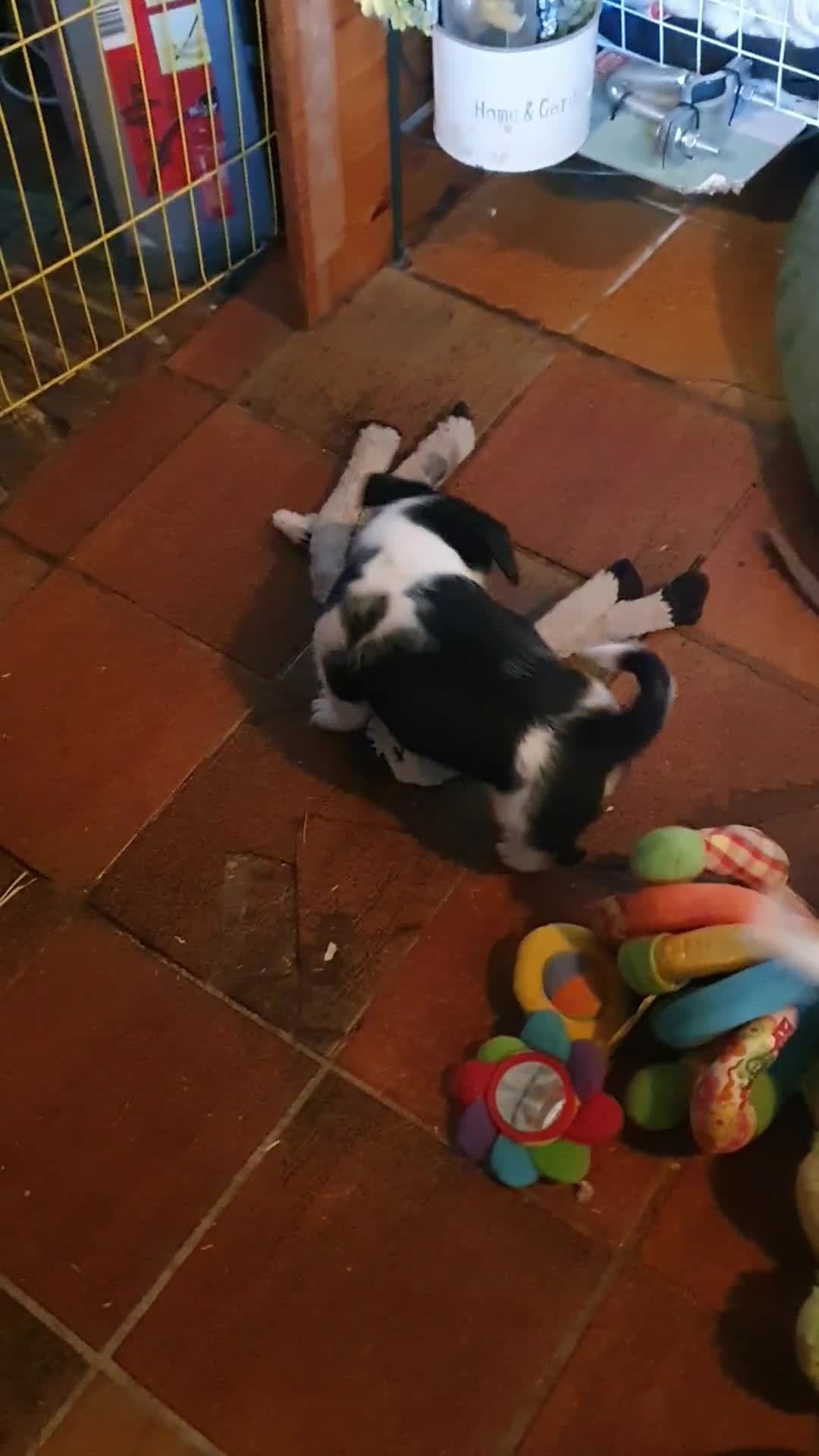 Jack Russel Terriër honden te koop: Speelse gezonde RASZUIVER JACK RUSSELpups LAAGBEEN - Video 2