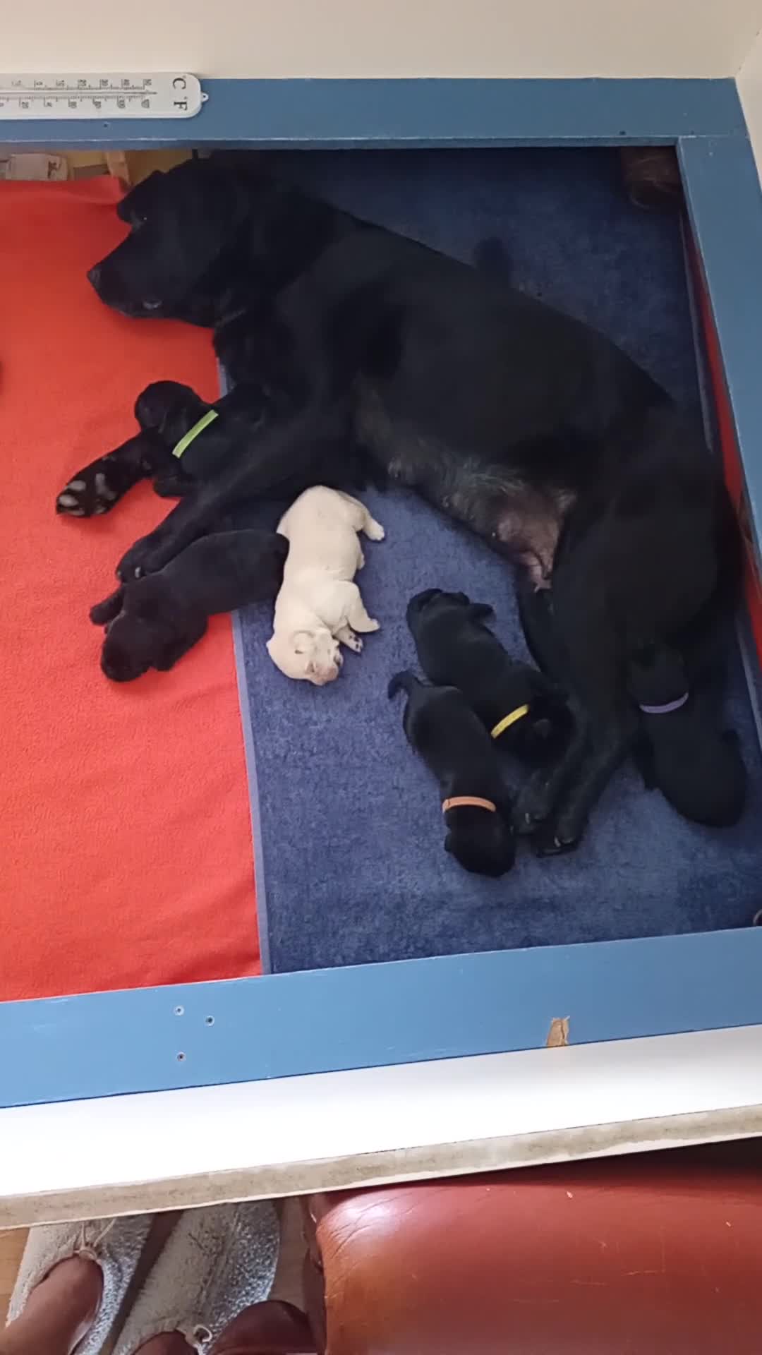 Labrador Retriever honden te koop: Hallo Labrador liefhebber  in Berkhout - Video 1