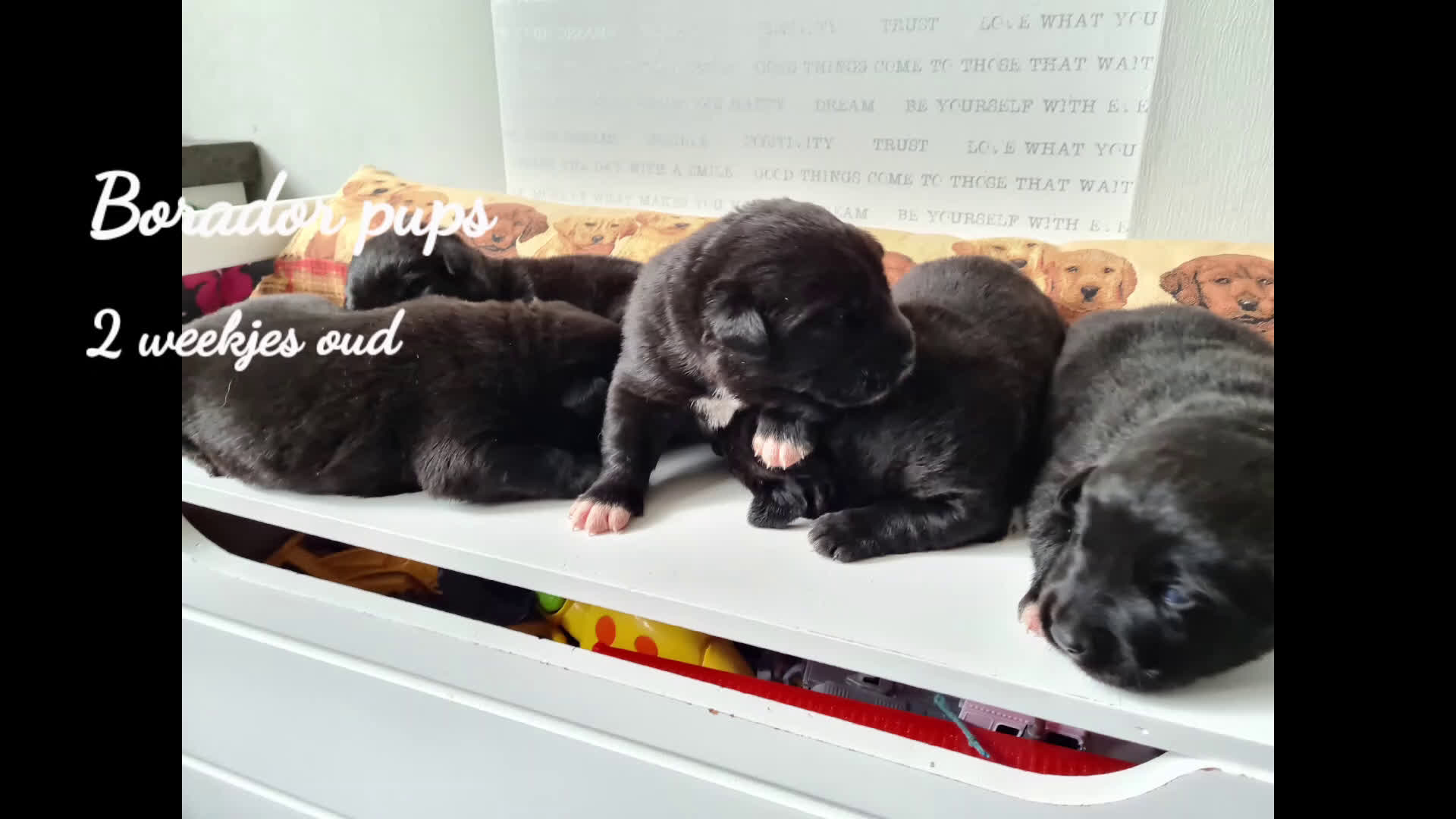 Kruising honden te koop: Uniek Borador pups van Stamboomouders F1 - Video 2