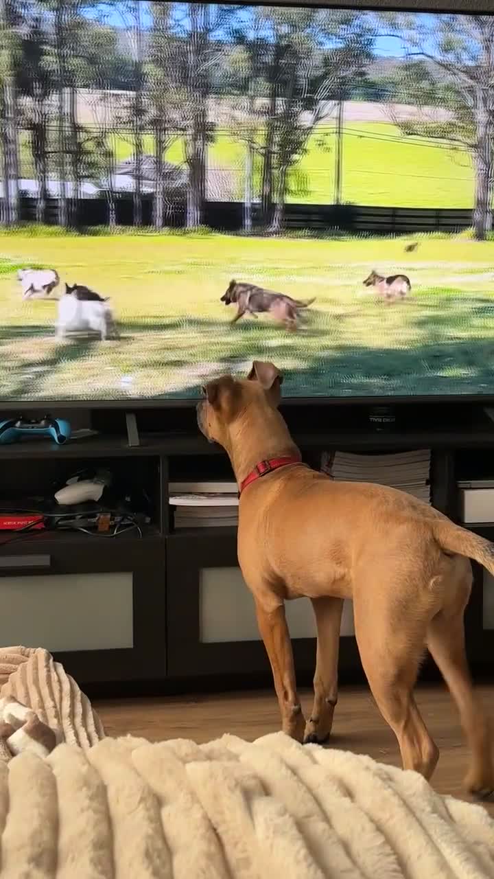 Kruising honden te koop: Koda zoekt een liefdevol nieuw thuis! in Rijswijk - Video 1