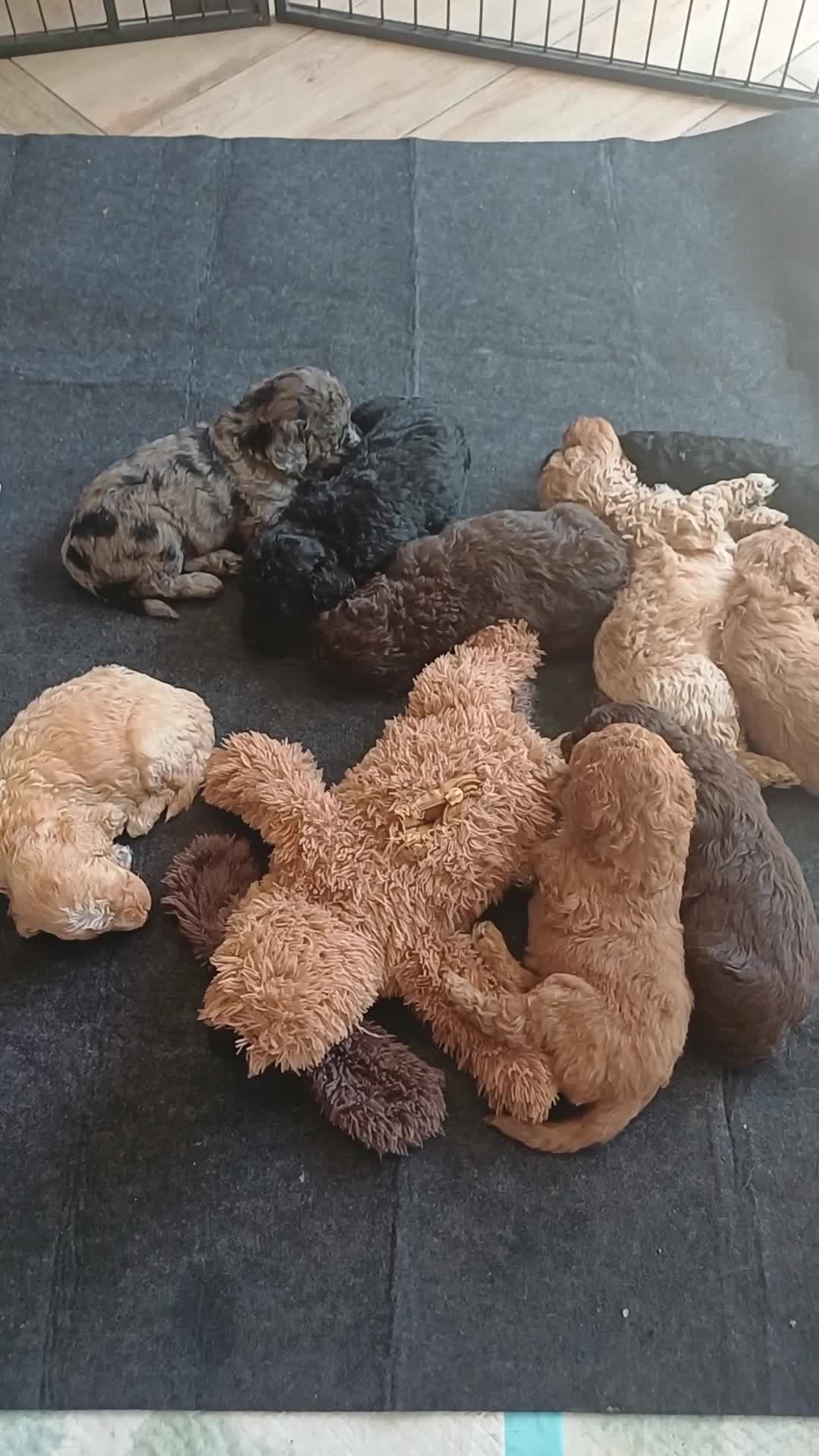 Labradoodle honden te koop: Prachtige multigen Labradoodles - Video 1