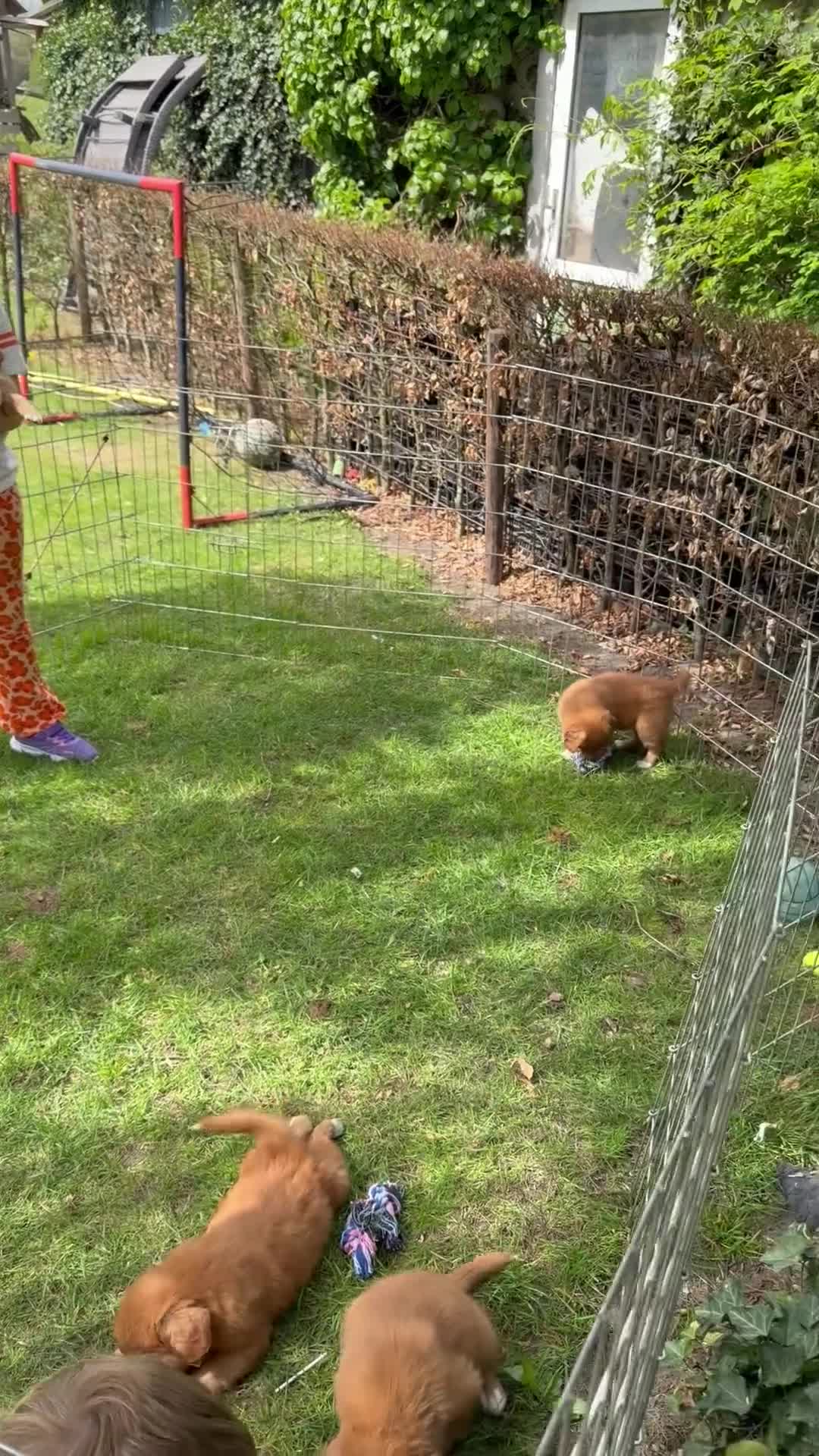 Nova Scotia Duck Tolling Retriever honden te koop: Nova scotia rolling retriever pup (Toller pup) - Video 1