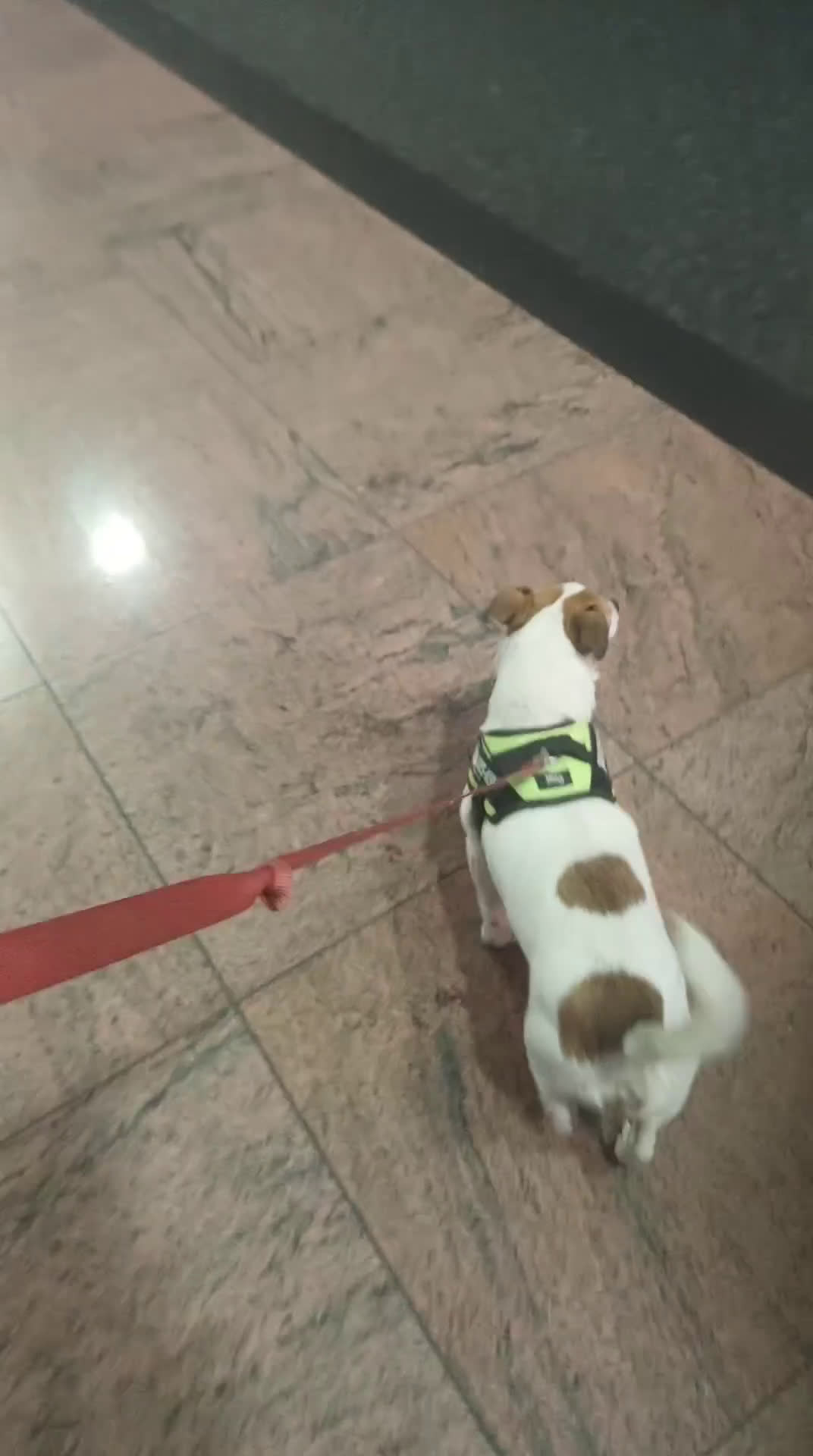 Kruising honden te koop: Azzura - Video 2