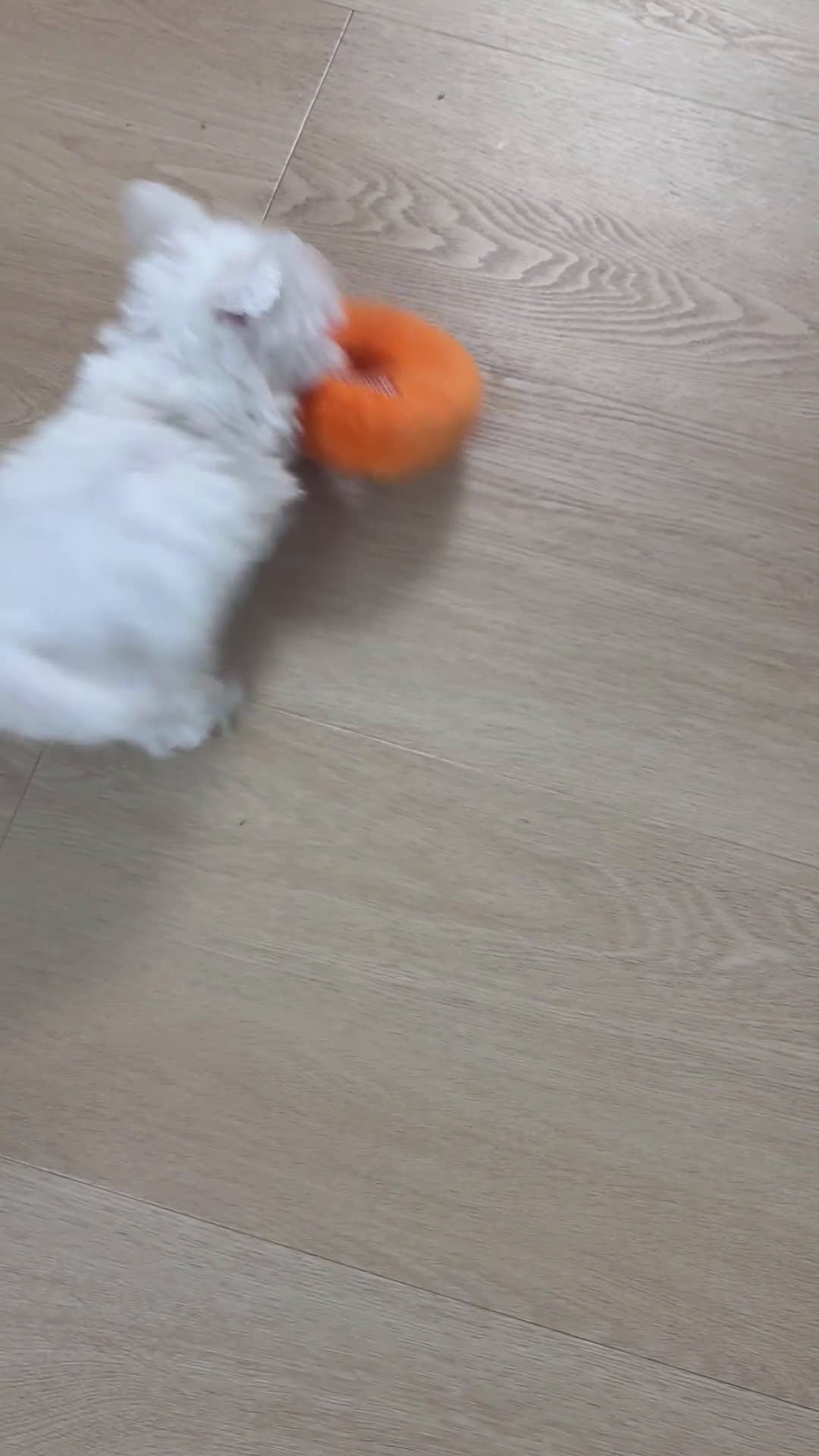 Maltipoo honden te koop: Nog 1 Pluizige pup Maltezer kruising zoekt baasje - Video 3