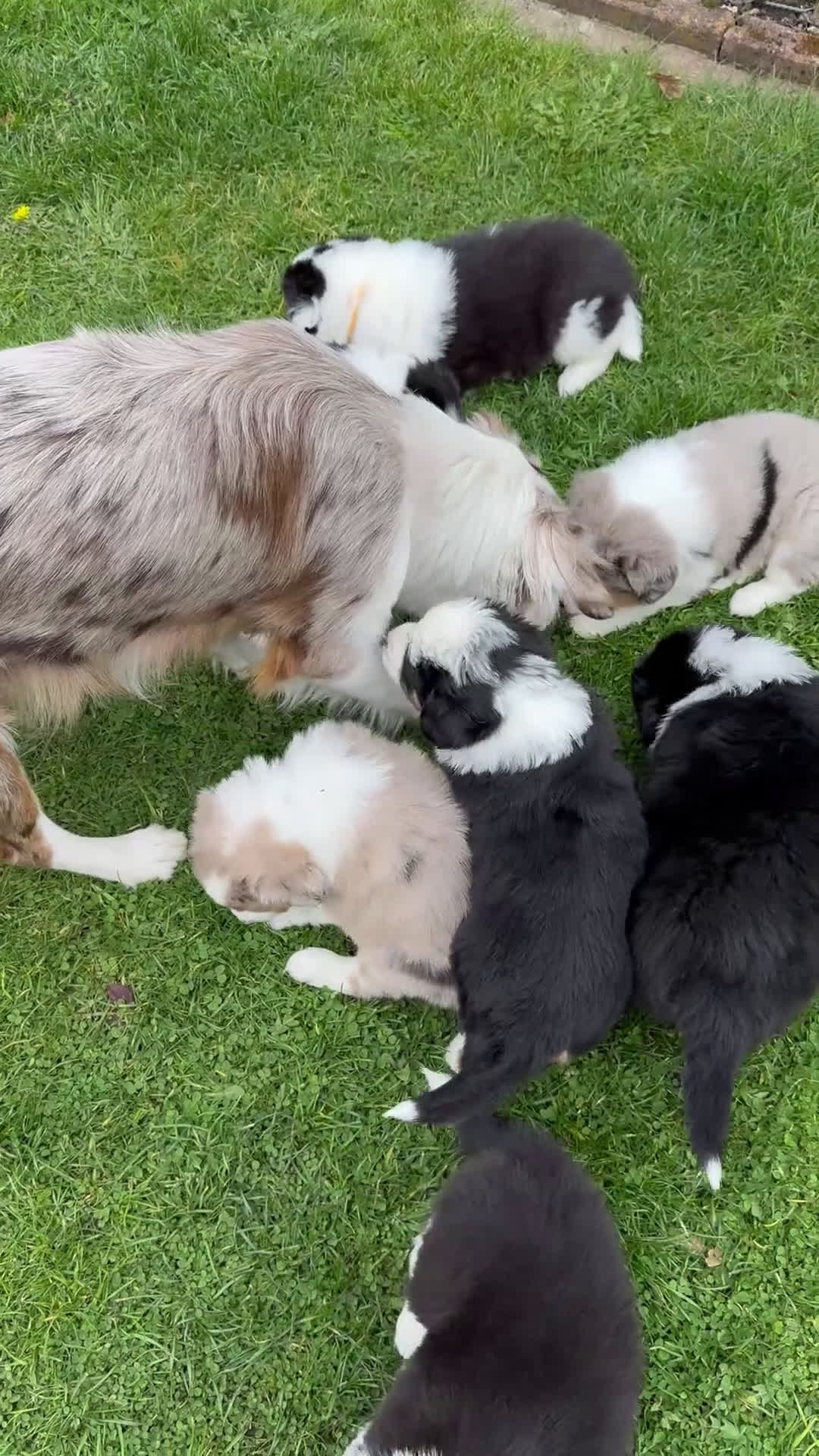 Australian Shepherd honden te koop: Prachtige aussi puppys in Leidschendam - Video 1