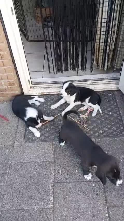 Kruising honden te koop: lieve kruising Beagle - Video 1