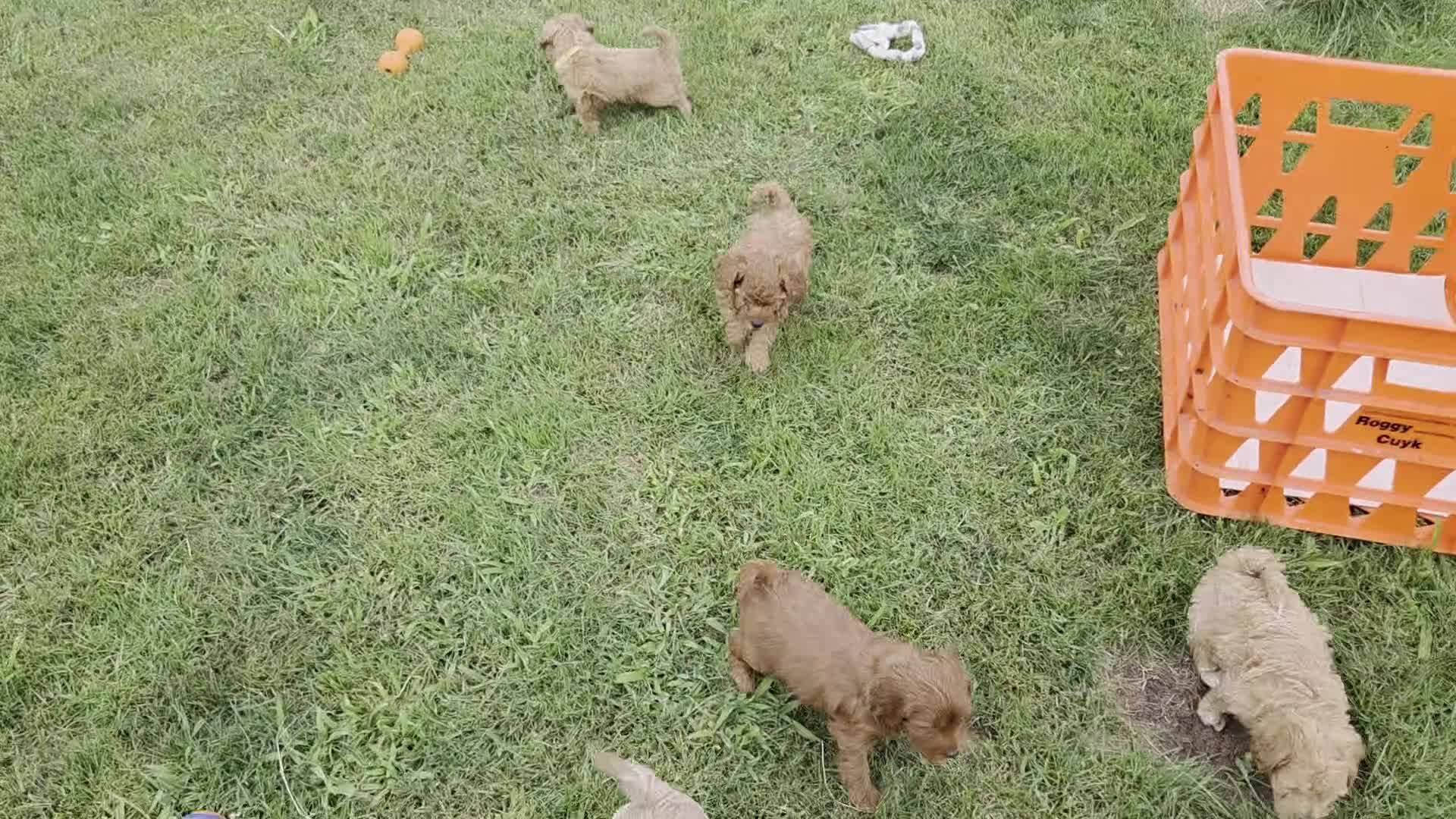Maltipoo honden te koop: 6 maltipoo's geboren op onze dagbesteding! - Video 1