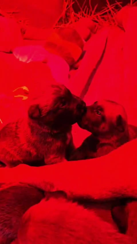 Mechelse Herder honden te koop: Mechelse herder - Video 2