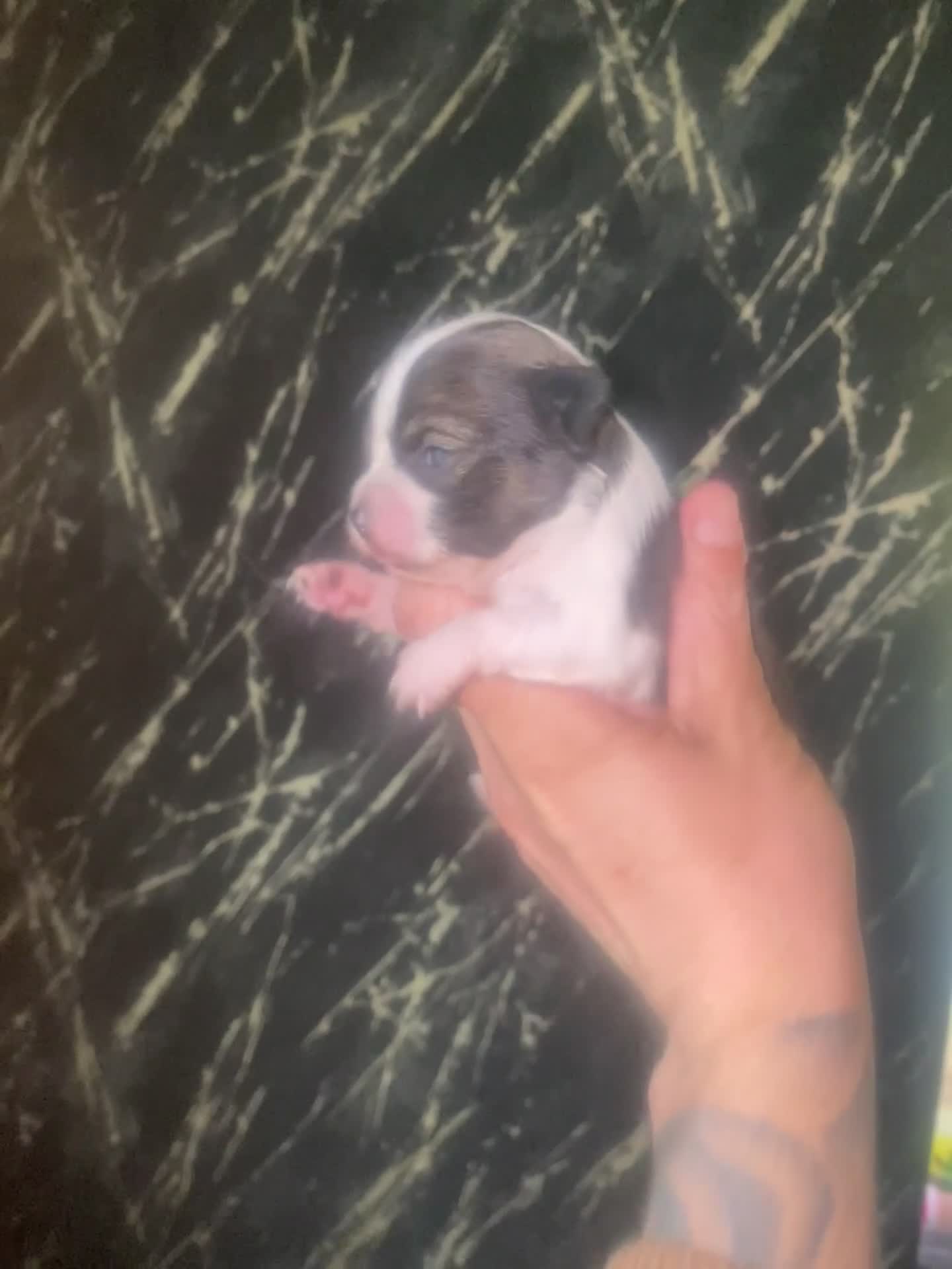 Chihuahua honden te koop: Mooie chihuahua pups te koop - Video 2