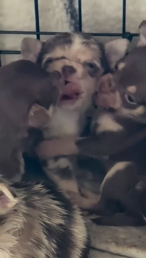 Chihuahua honden te koop: 3 prachtige Chihuahua-pups beschikbaar. - Video 1