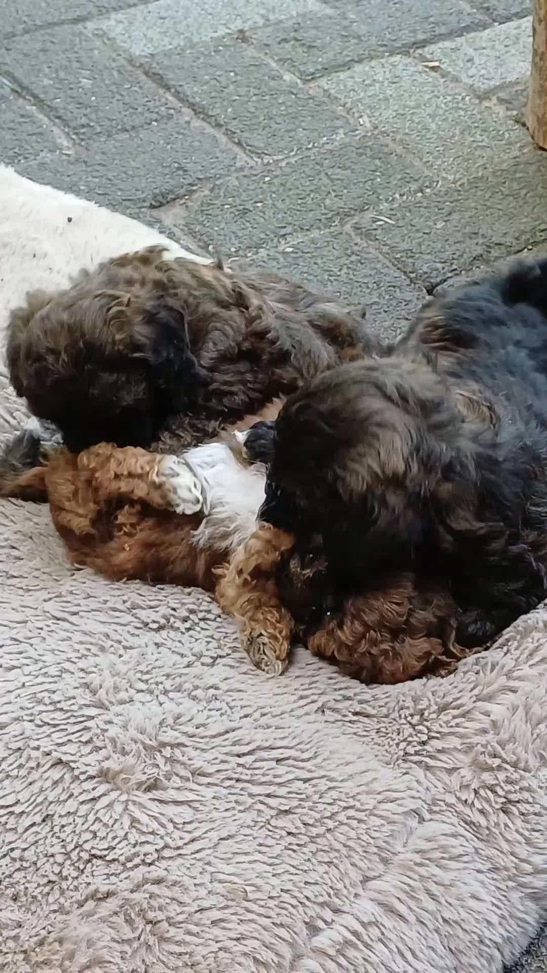 Kruising honden te koop: Schattige Sociale maltipoo x boomer puppies  in Damwâld - Video 1