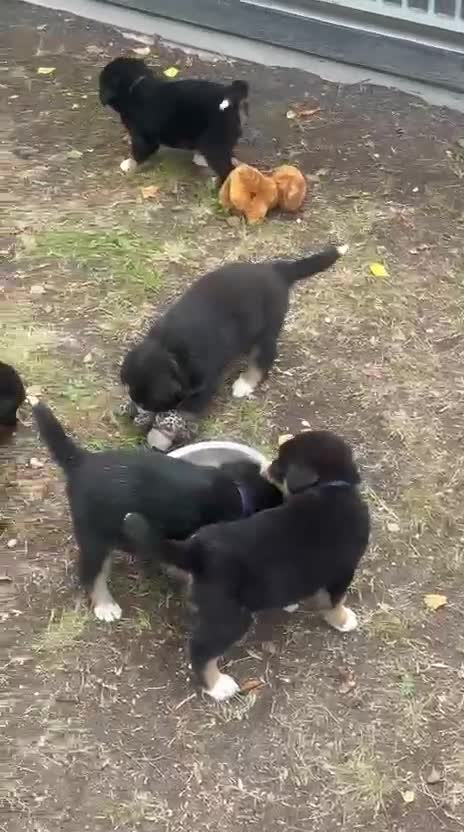 Berner Sennenhond honden te koop: Berner sennen pups - Video 2