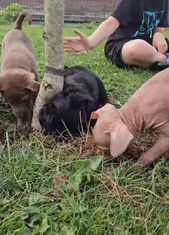 Mexicaanse Naakthond honden te koop: Mexicaanse Naakthond Miniatuur, Xolo, met vacht - Video 5