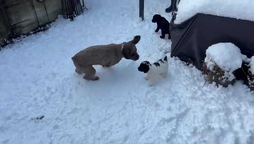 Spaanse Waterhond honden te koop: Spaanse Waterhond Puppy beschikbaar - Video 4