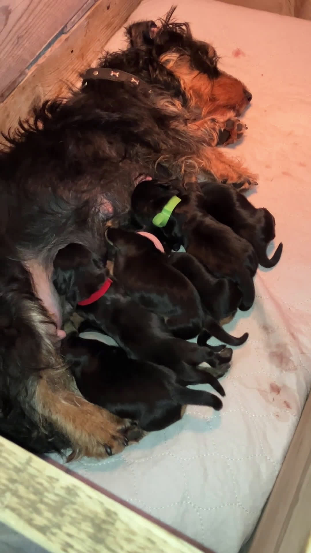 Ruwhaar Teckel honden te koop: Prachtige ruwharige dwerg teckels - Video 1