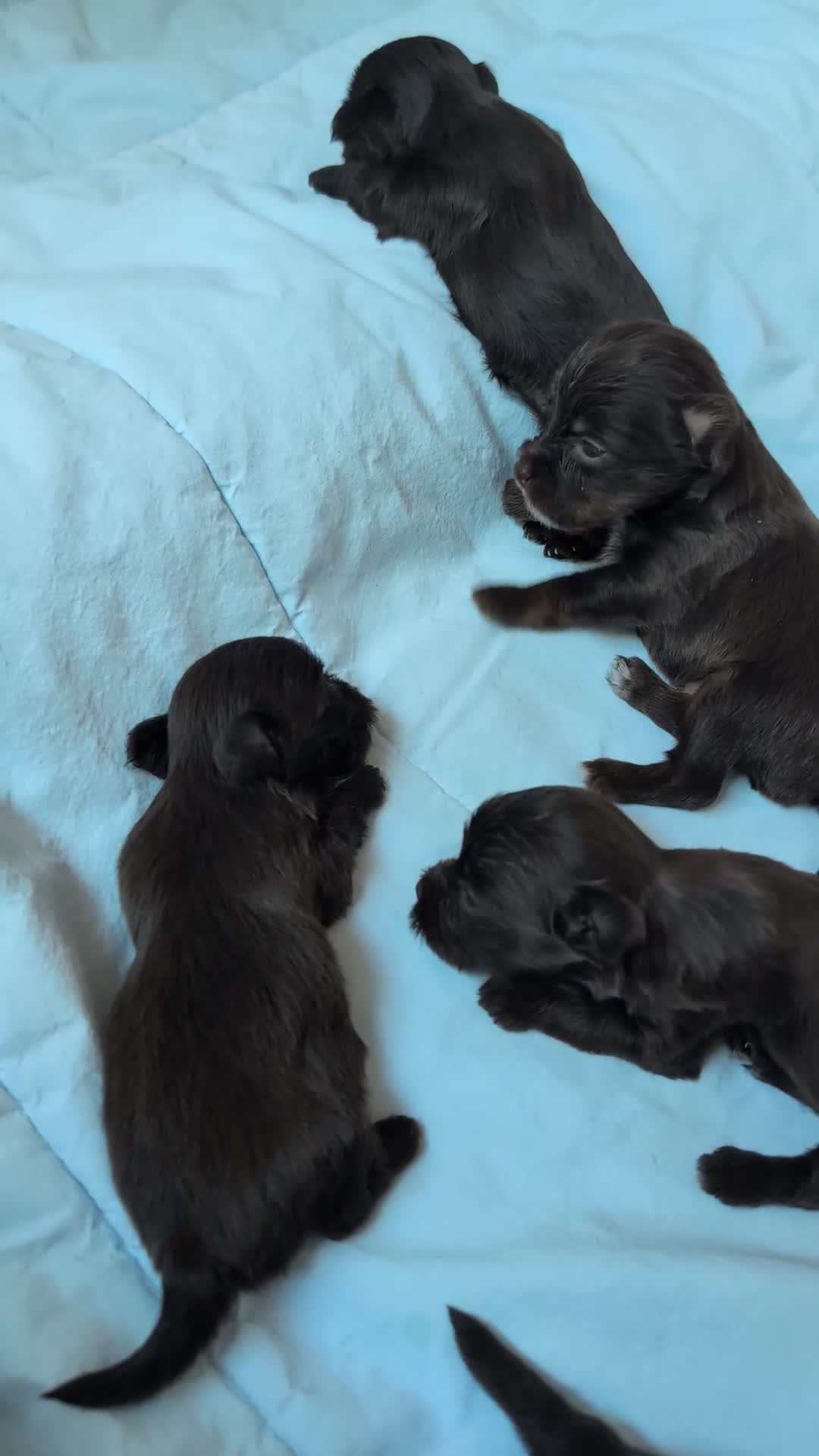 Yorkshire Terriër honden te koop: Prachtig nestje chocolade Yorkshire Terriërs - Video 1