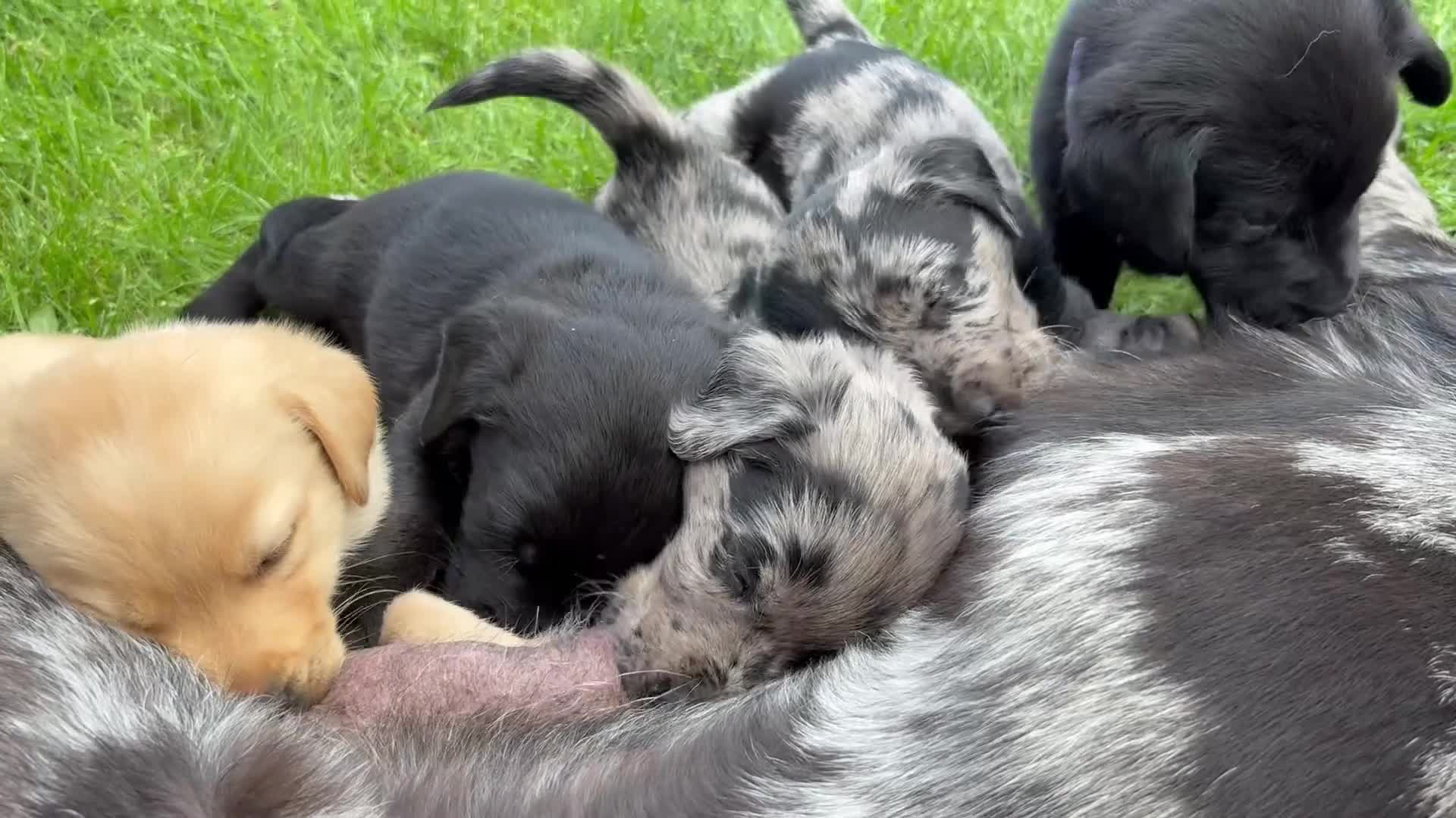 Kruising honden te koop: Aussiedor pups (Australian Shepherd x Labrador) - Video 1