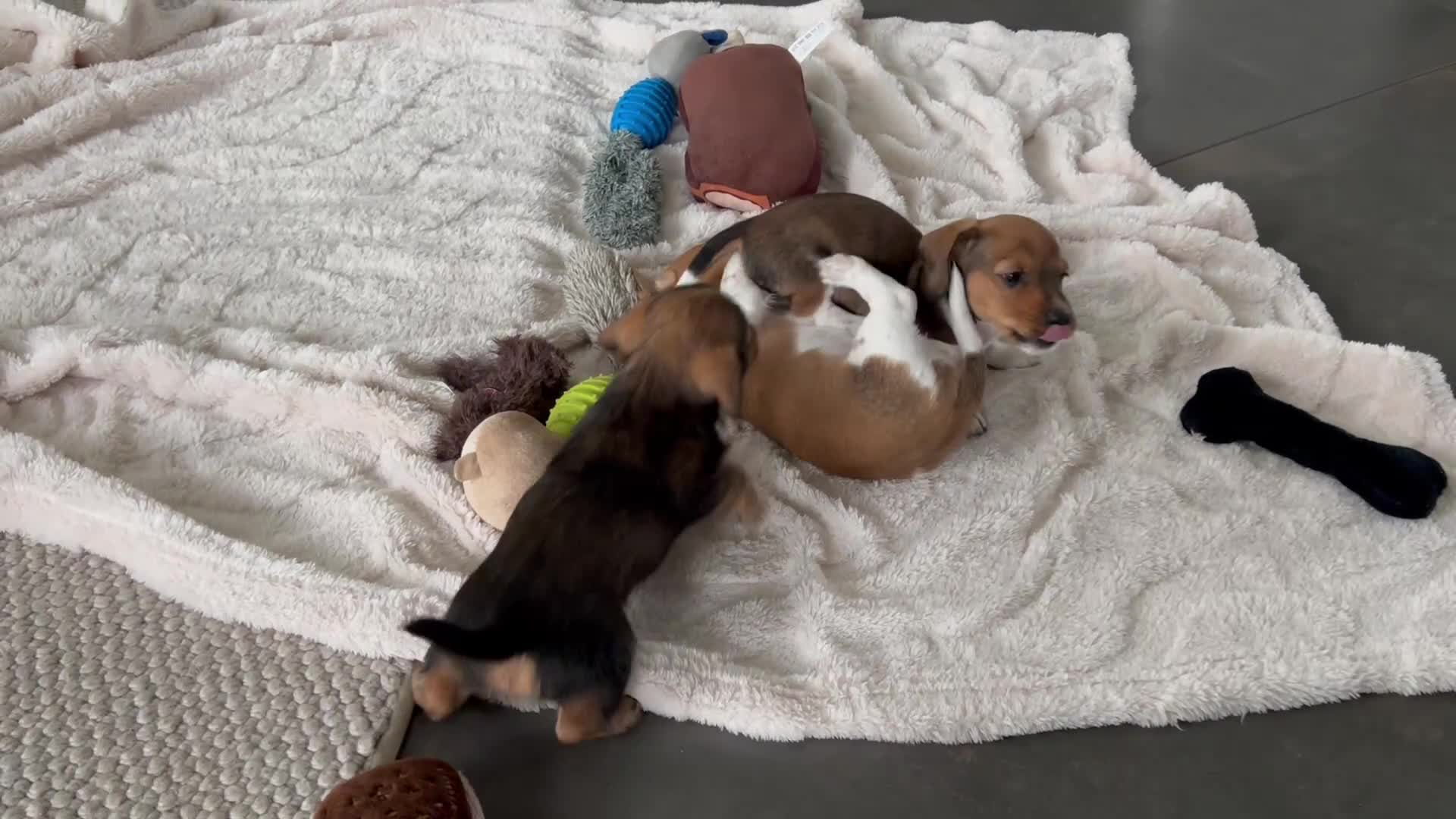 Ruwhaar Teckel honden te koop: Ruwharige piebald teckel - Video 1