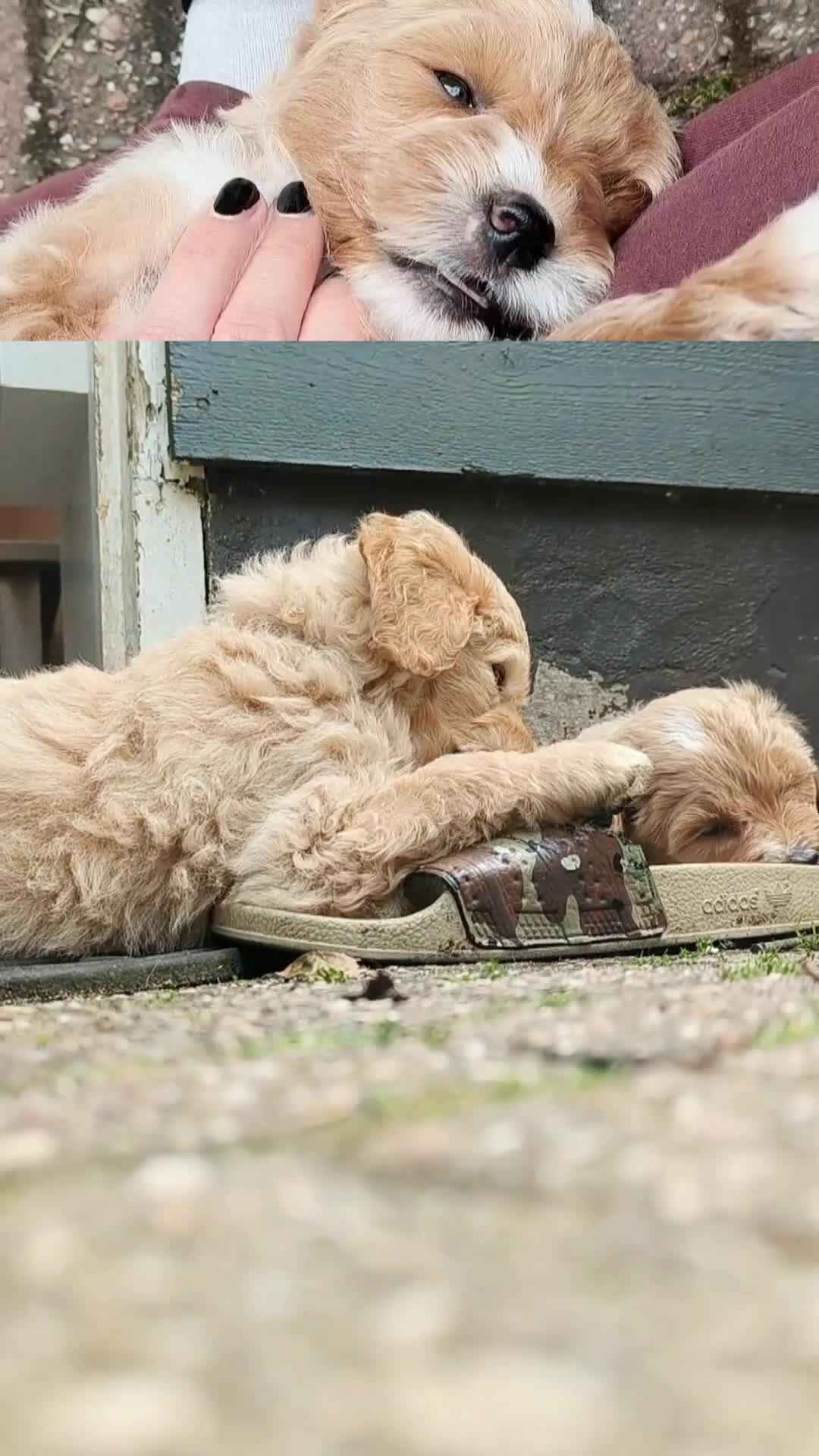 Goldendoodle honden te koop: Goldendoodle Pups Medium  - Video 2