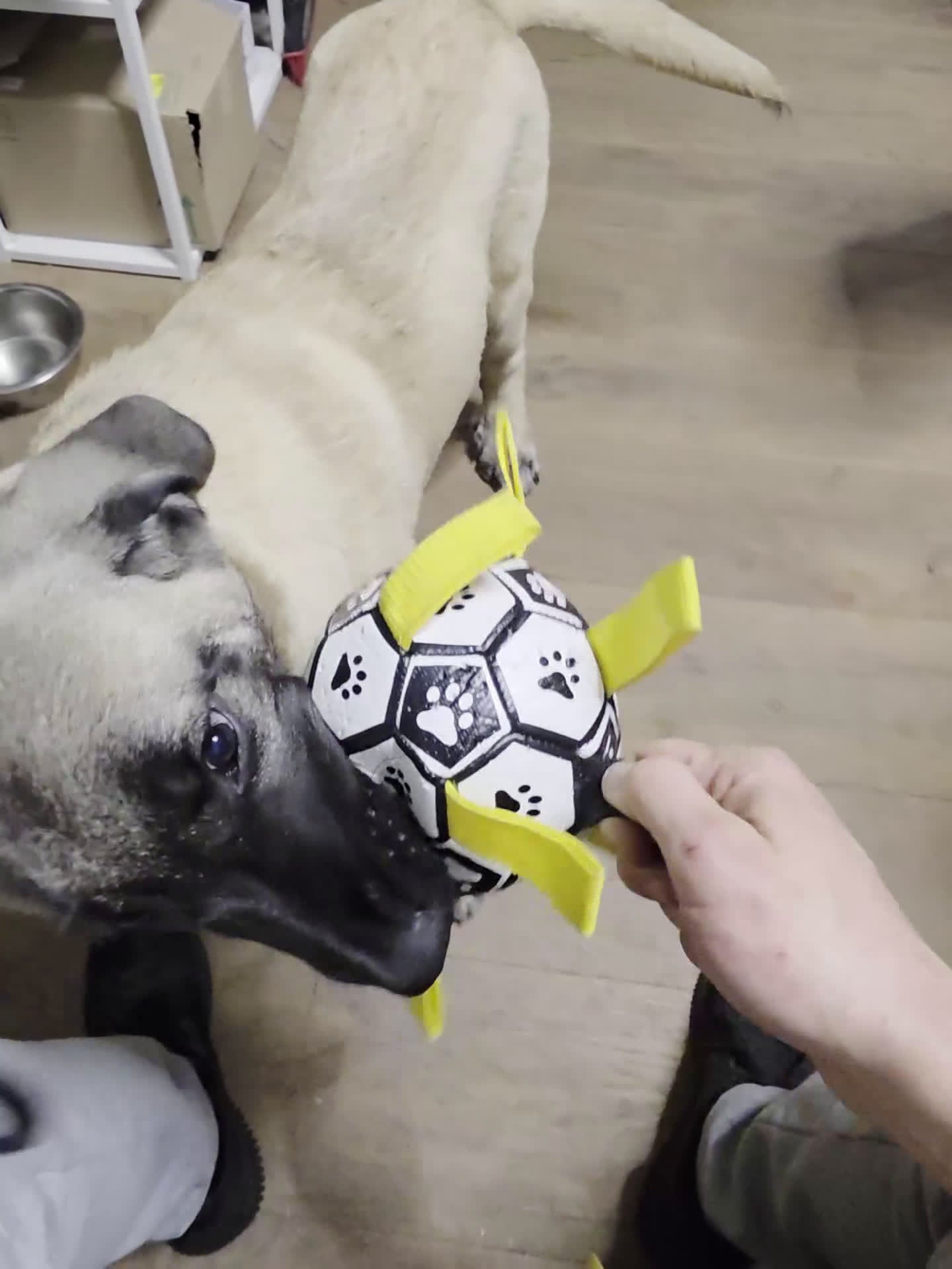 Anatolische Herdershond honden te koop: Anatolische pup reu te koop in Beverwijk - Video 1