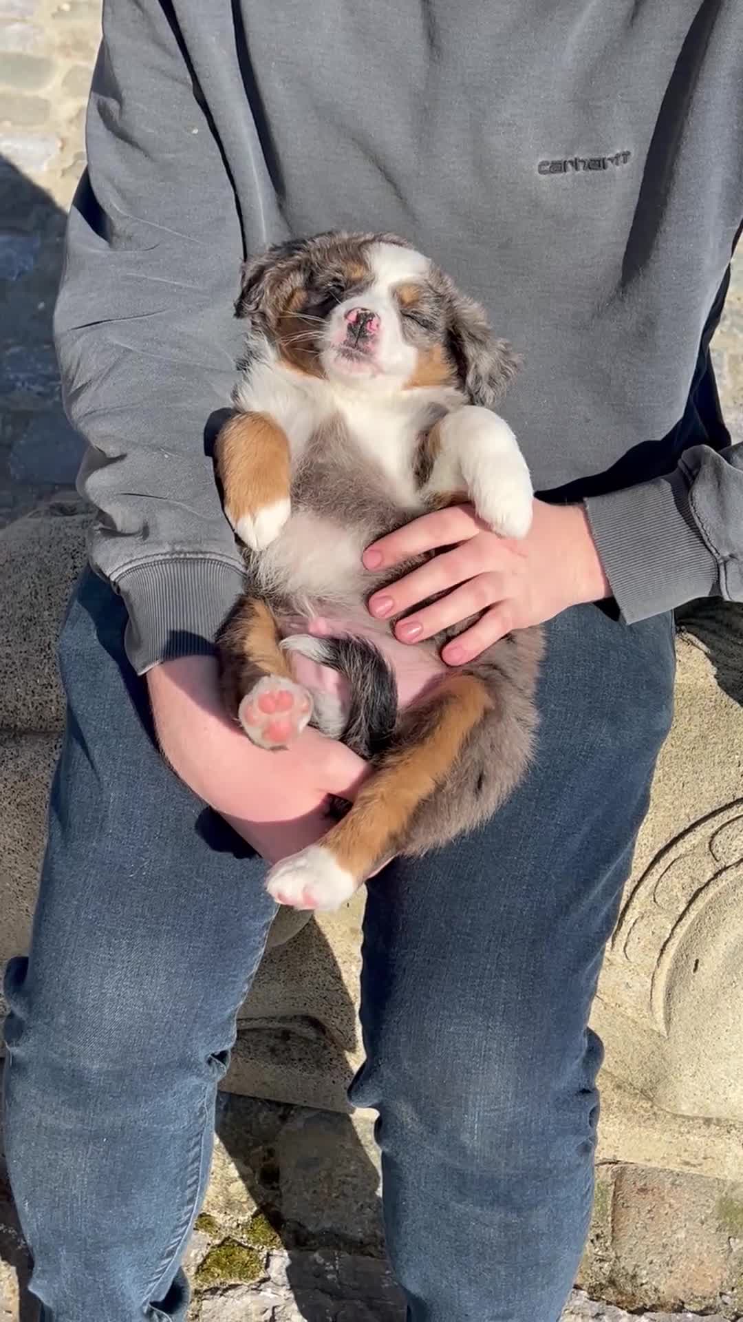 Australian Shepherd honden te koop: Miniature American shepherd reu - Video 1