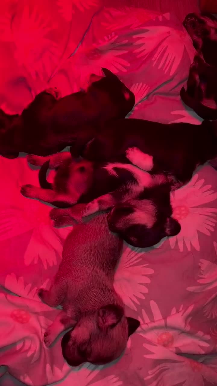 Kruising honden te koop: dwergteckel ❤️ maltezer  - Video 1