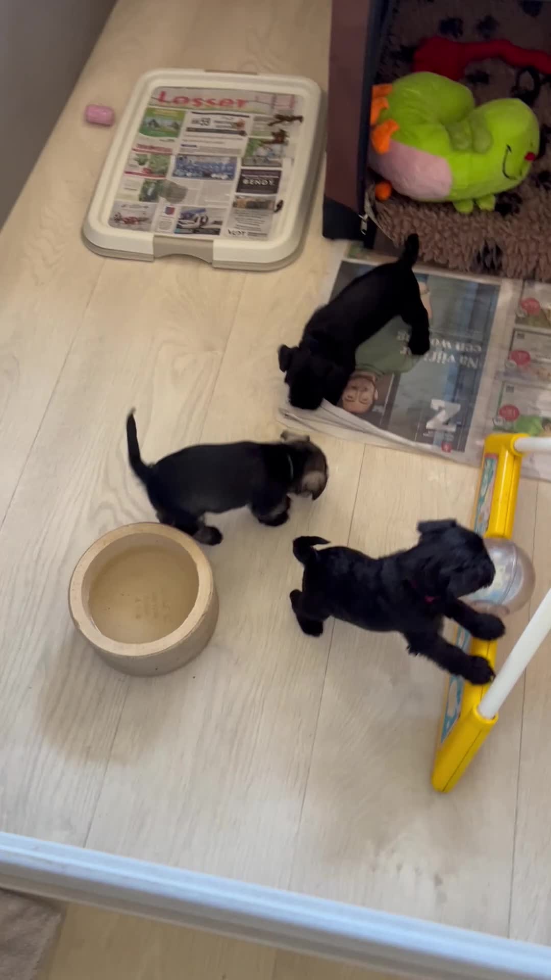 Dwergschnauzer honden te koop: Wegens annulering reutje beschikbaar  - Video 1