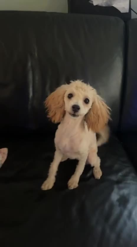 Poedel Toy honden te koop: Toypoedel vrouwtje - Video 1