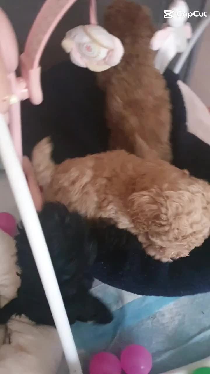 Poedel Toy honden te koop: Prachtig Toy-Dwergpoedel 1 zwarte reutje  - Video 1