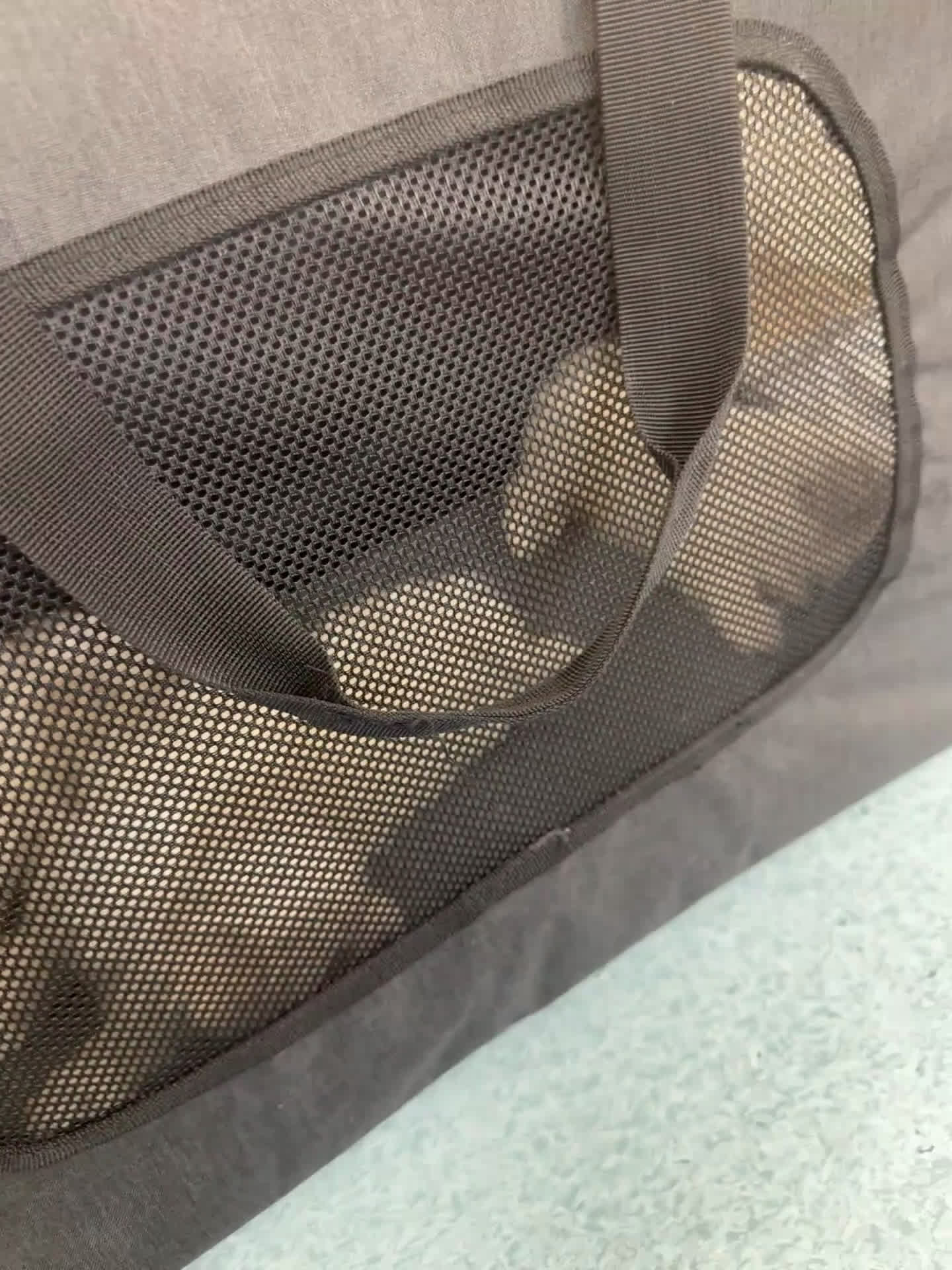 Maltezer honden te koop: Mini malzeter  - Video 3