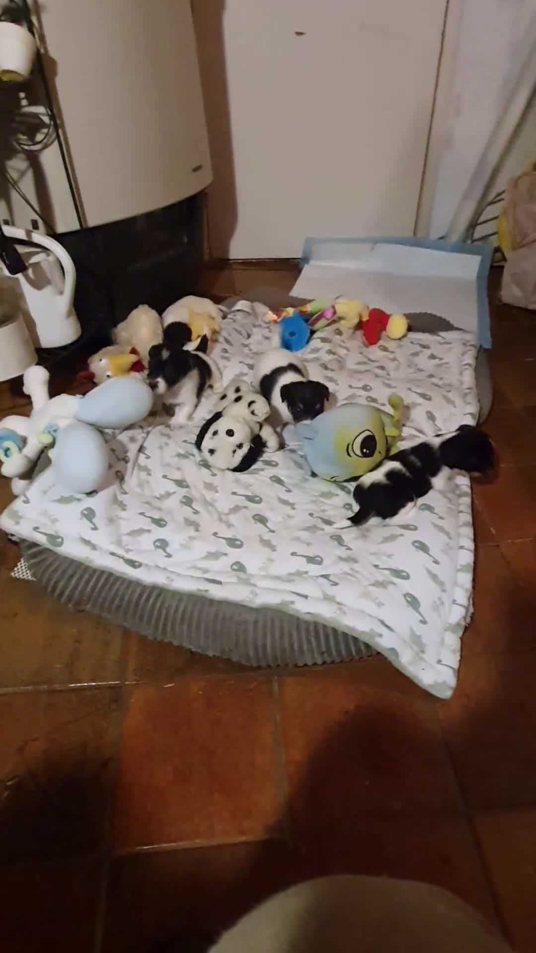 Jack Russel Terriër honden te koop: Lieve ruwharige JACK RUSSELTJES Laagbenig, dď - Video 2