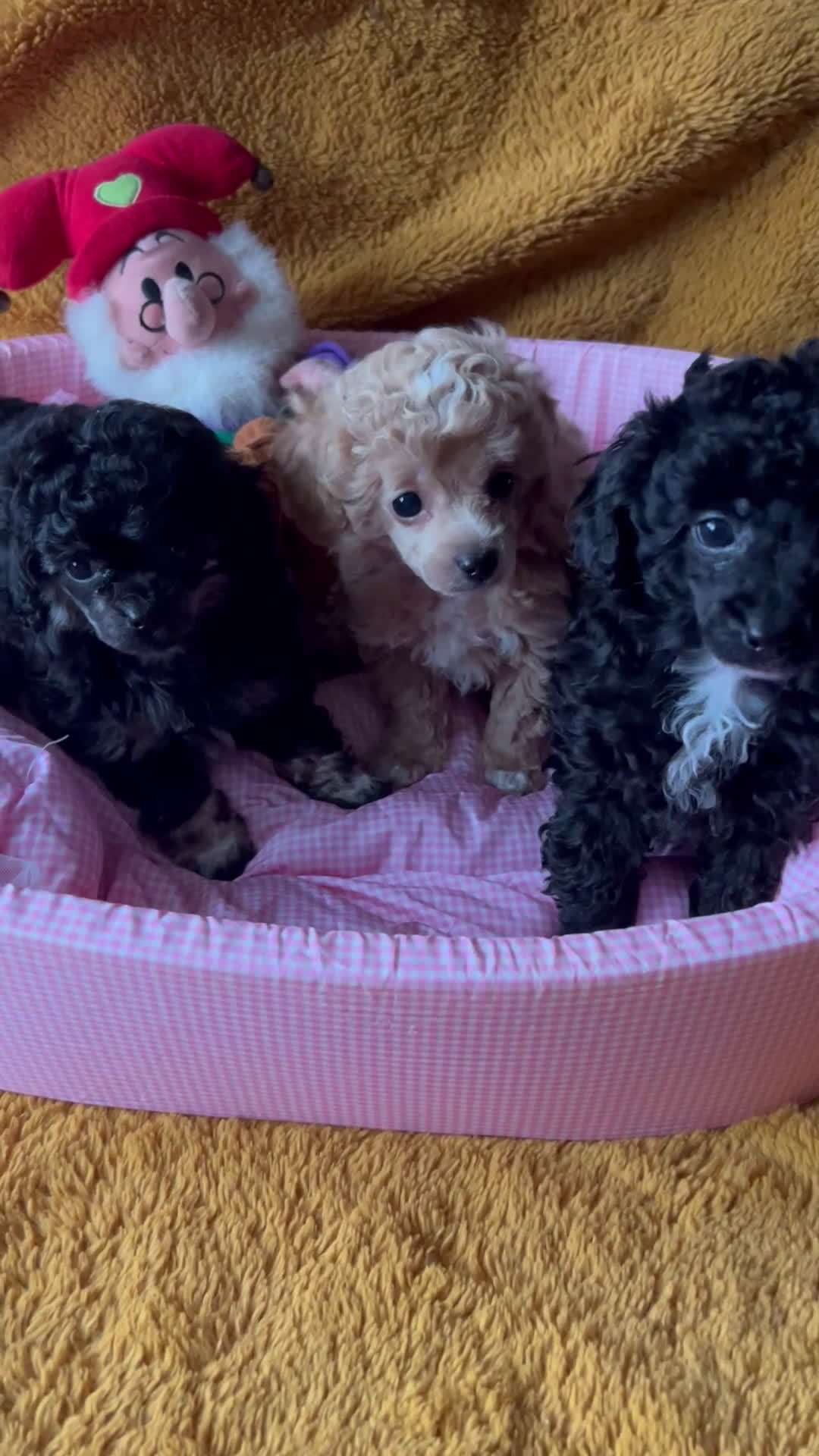 Poedel Toy honden te koop: Toy poedels  - Video 2