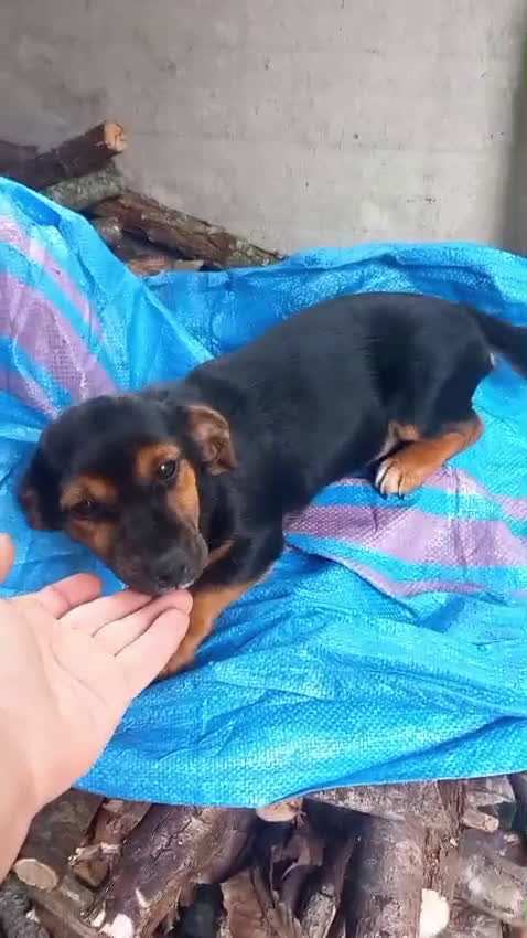Kruising honden te koop: 2 italiaanse lieverds zoeken een familie - Video 3