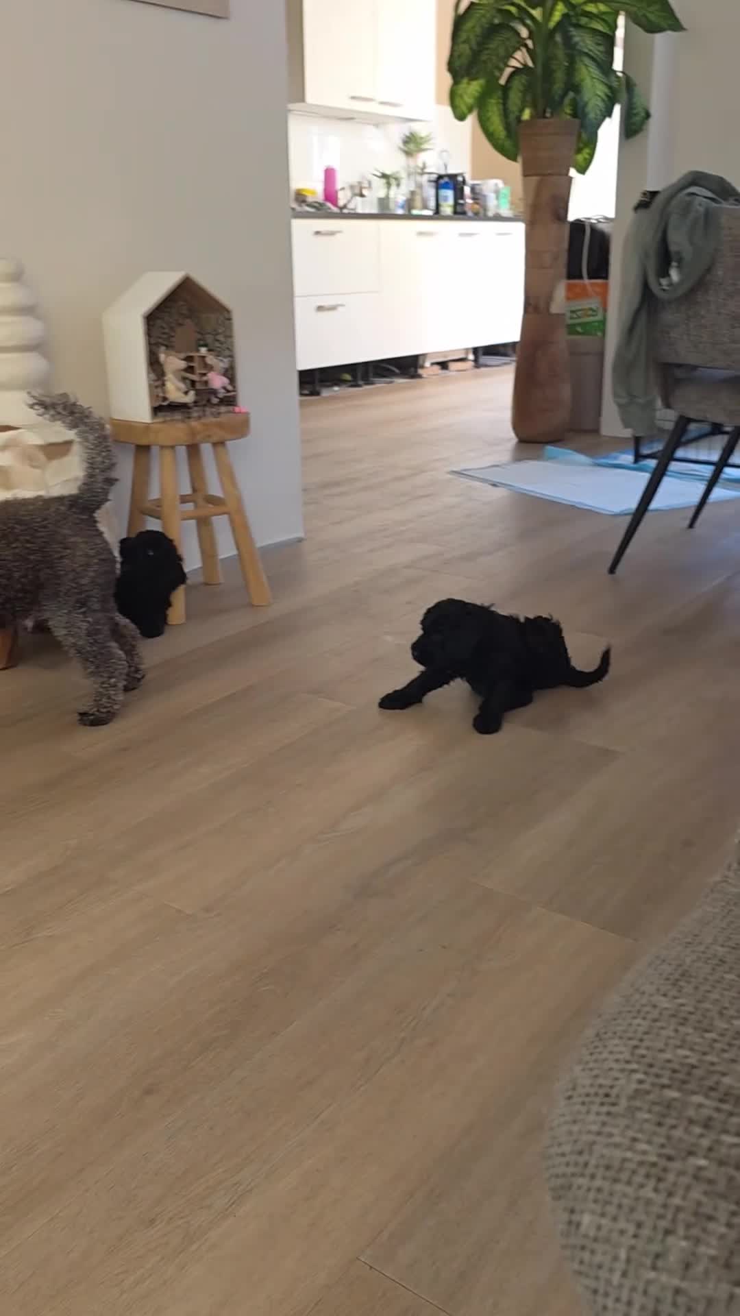 Poedel honden te koop: Prachtige sociale zwarte poedel pups in Sneek - Video 1