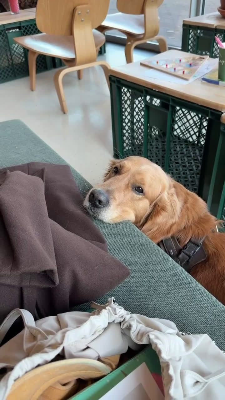 Golden Retriever honden te koop: Loving Golden Retriever (5) Seeking New Home - Video 2