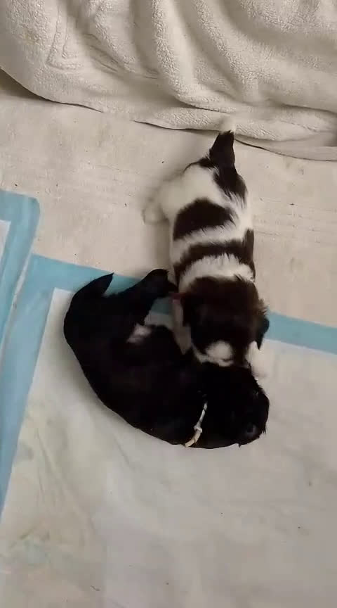 Shih Tzu honden te koop: Shih Tzu puppy's België - Video 1