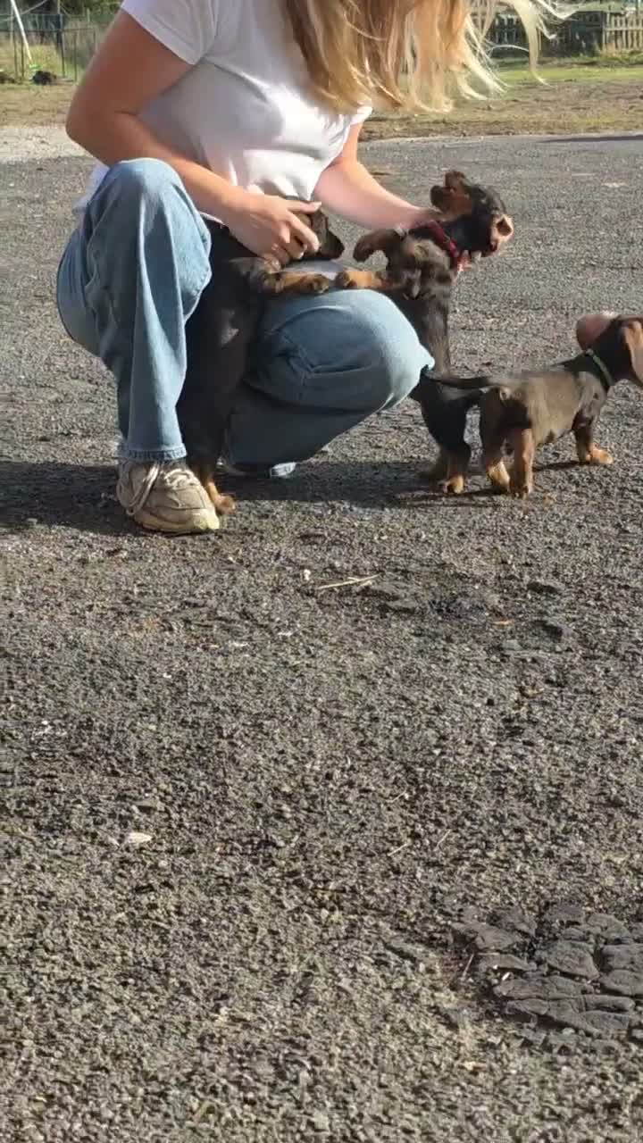 Ruwhaar Teckel honden te koop: Ruwharige dwergteckel pups belgië - Video 1